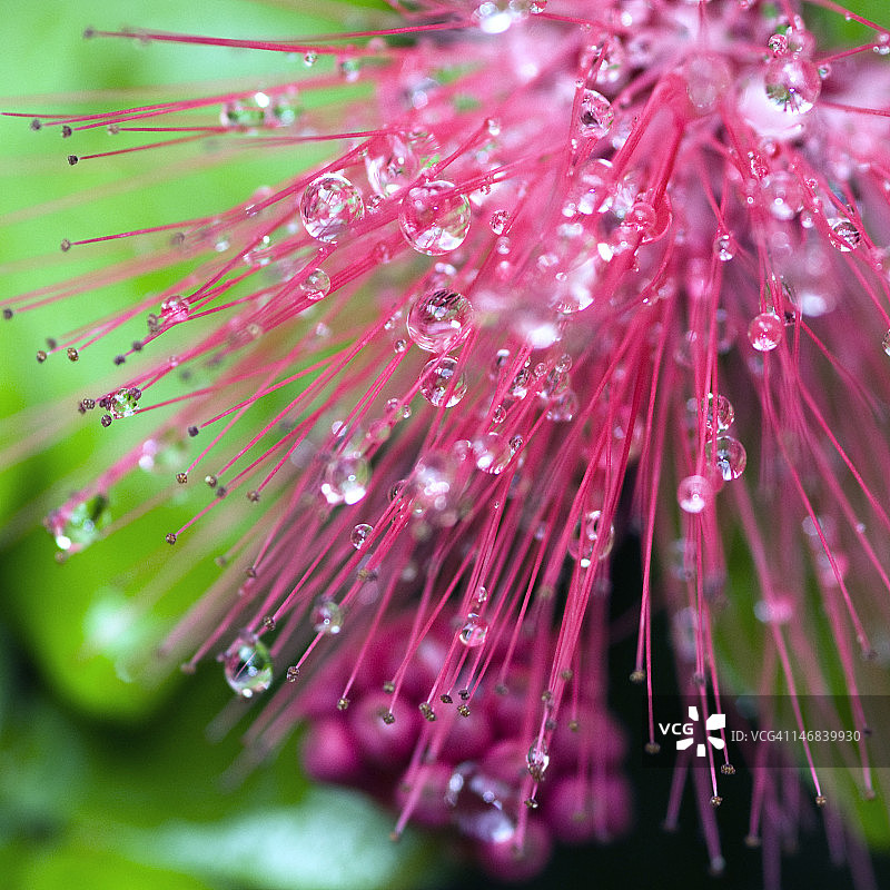 花朵上的雨滴图片素材