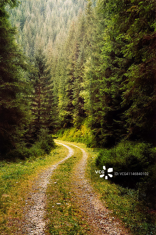 一条林间小路图片素材