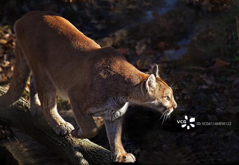 正在潜行的美洲狮图片素材