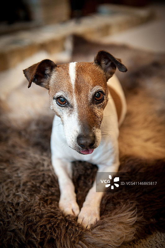 可爱的杰克罗素梗犬肖像图片素材