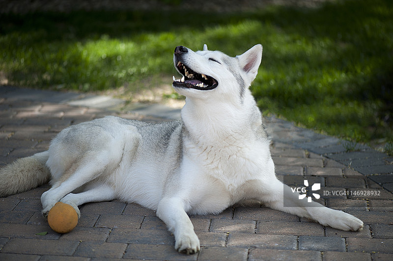 玩橙色球的白色小狗图片素材