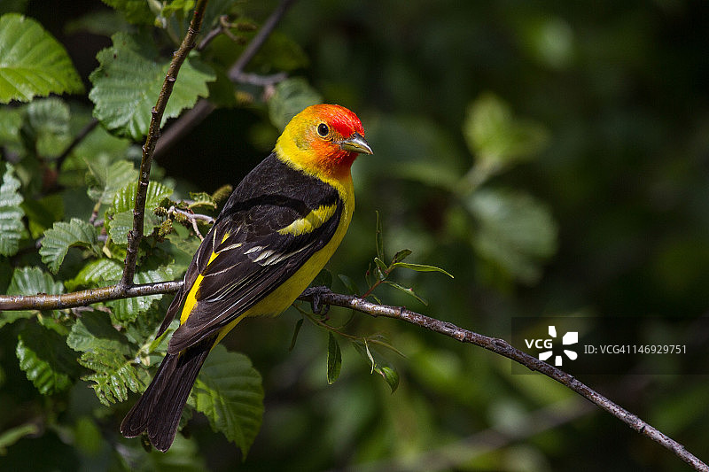 雄性黄鹂图片素材