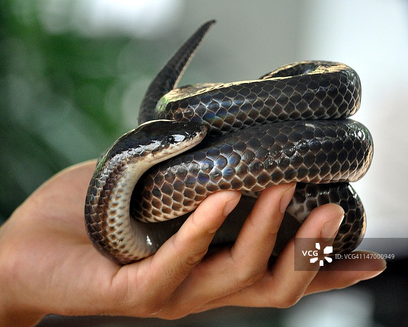 手中的玻璃蛇图片素材