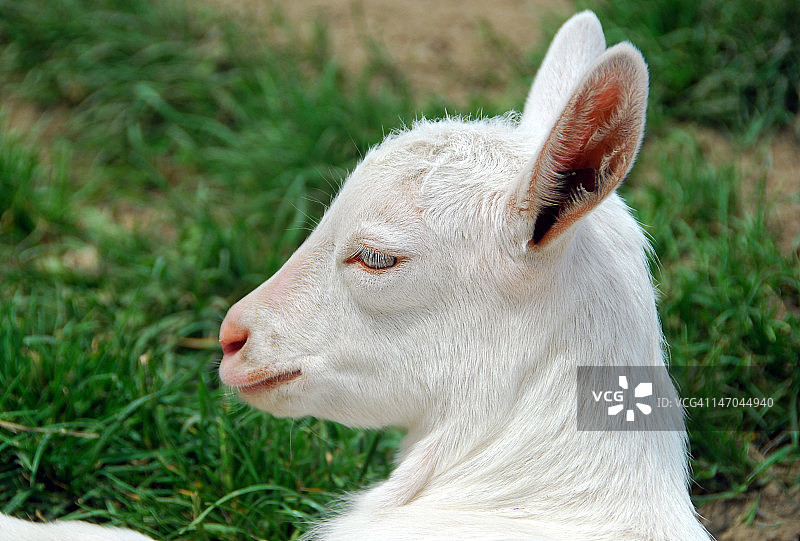 萨能山羊肖像图片素材