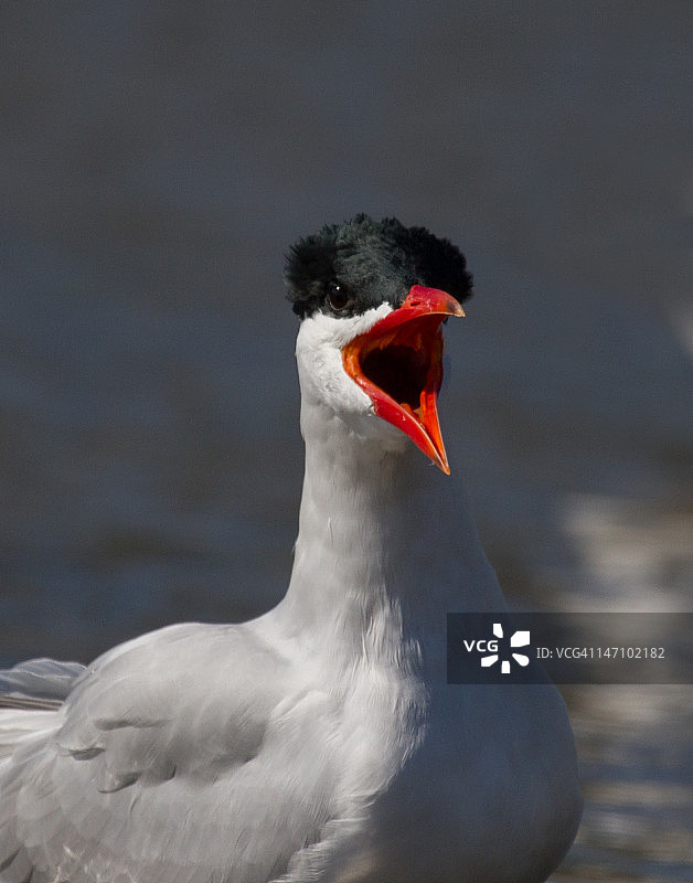 里海燕鸥图片素材