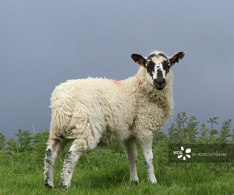 羊肉温斯利代尔奶酪图片素材