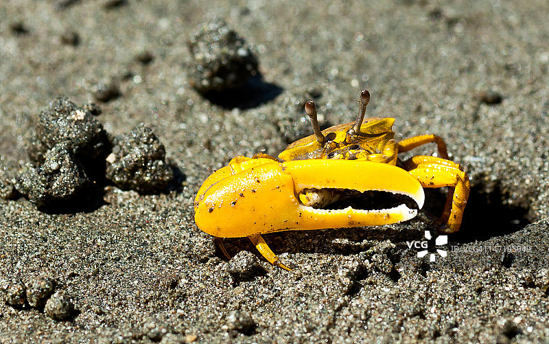 提琴蟹图片素材