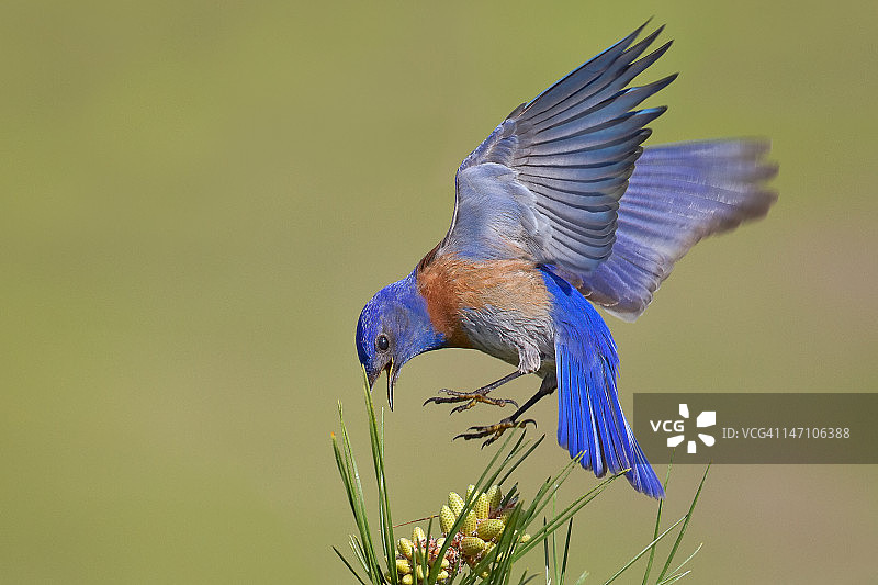 蓝知更鸟图片素材