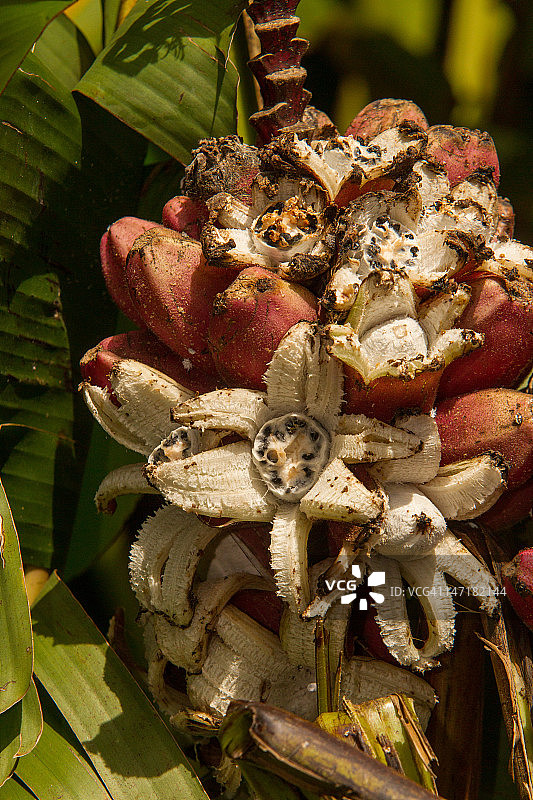 粉色香蕉图片素材