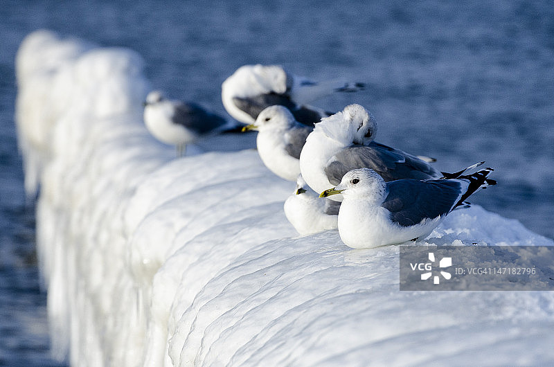 海鸥图片素材
