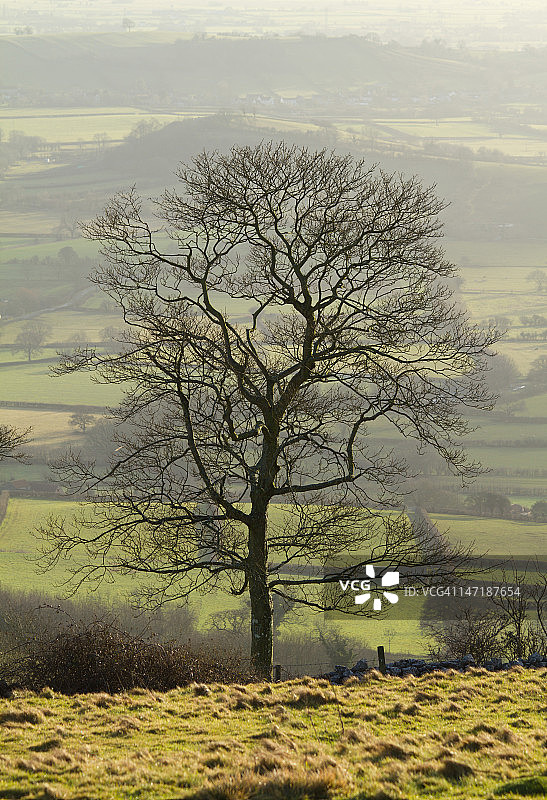 冬季橡树图片素材