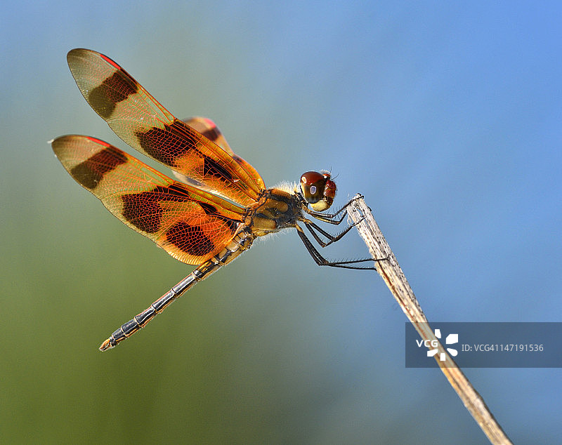 万圣节三角旗蜻蜓图片素材
