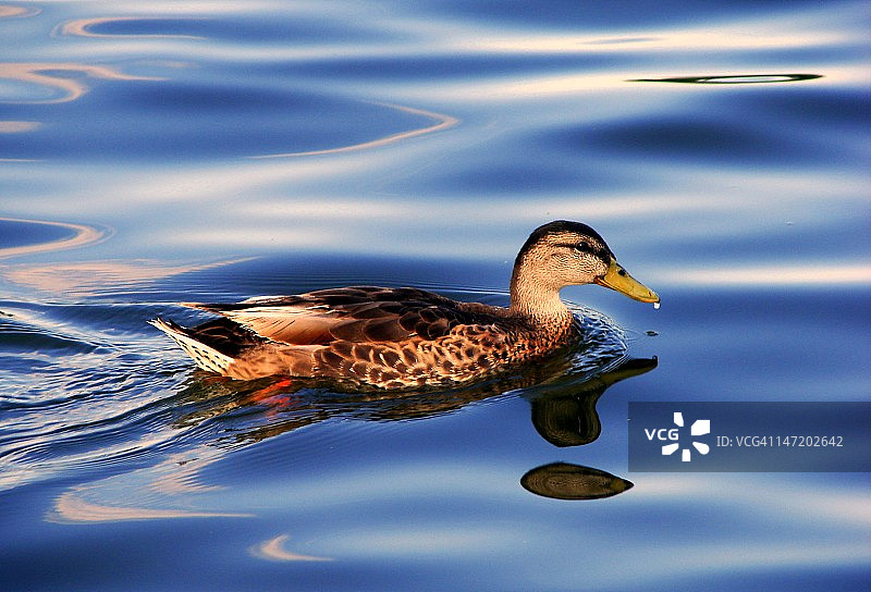 水鸭图片素材