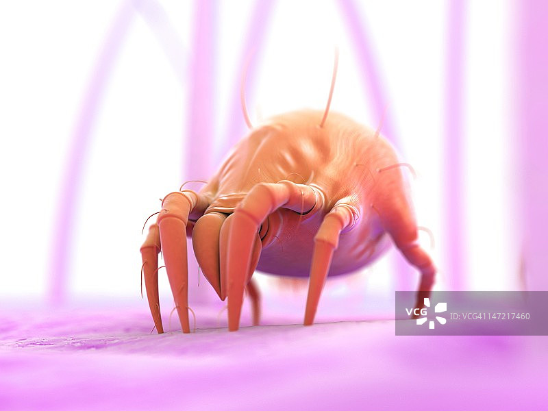 尘螨，艺术作品图片素材