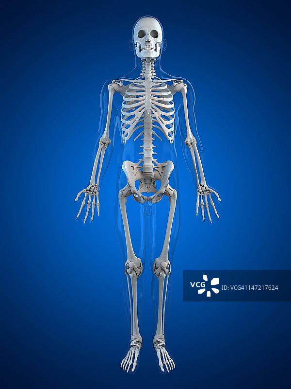人类的骨骼,艺术品图片素材