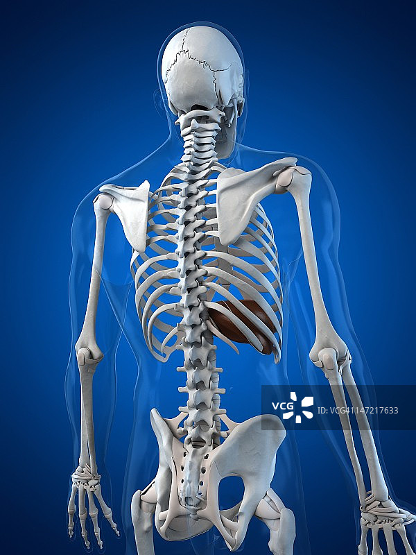 健康的肝脏，艺术作品图片素材