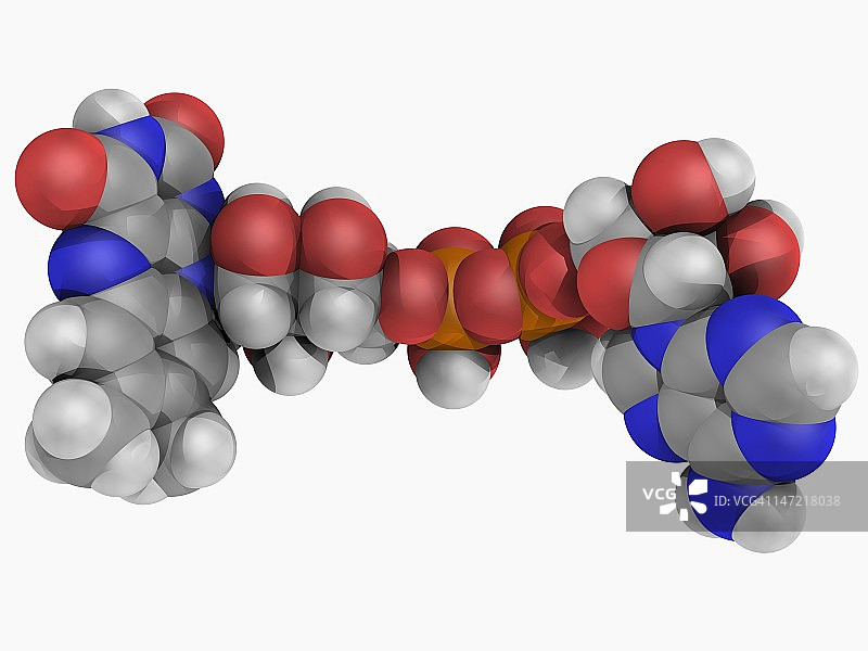 黄素腺嘌呤二核苷酸（FAD）分子图片素材