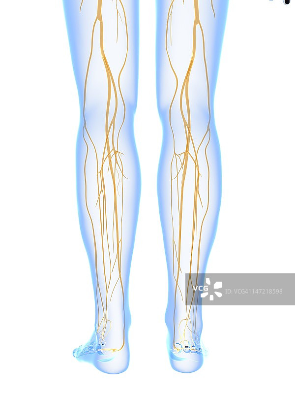 神经系统,艺术品图片素材