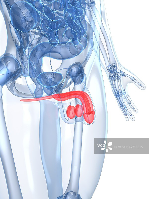 男性生殖系统图示图片素材