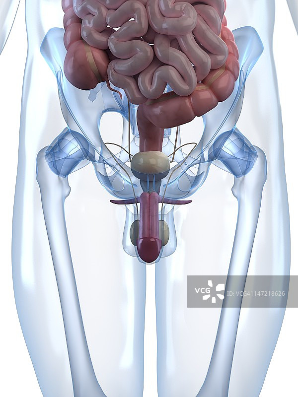 男性生殖系统图示图片素材