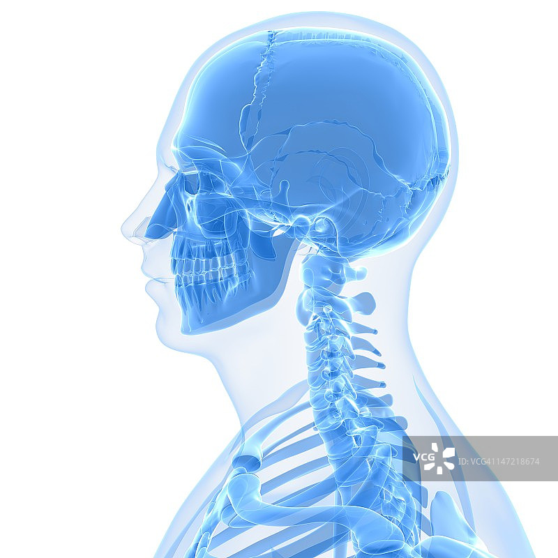 头解剖学、艺术品图片素材