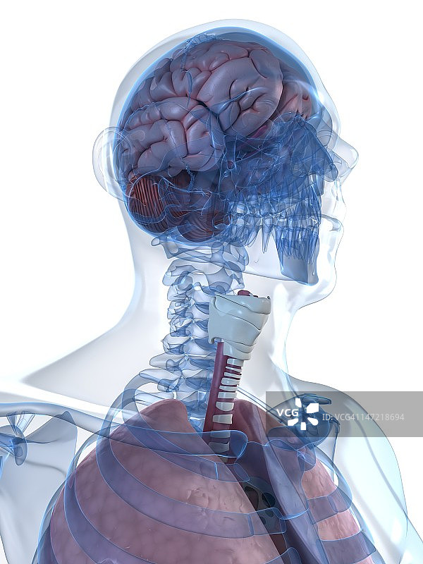 头解剖学、艺术品图片素材