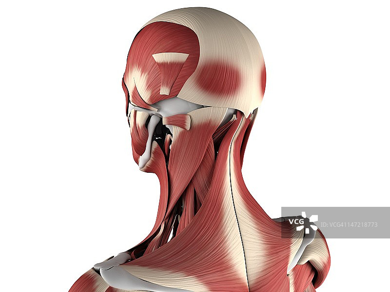 雄性肌肉组织,艺术品图片素材