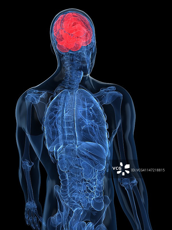 人类大脑、艺术品图片素材