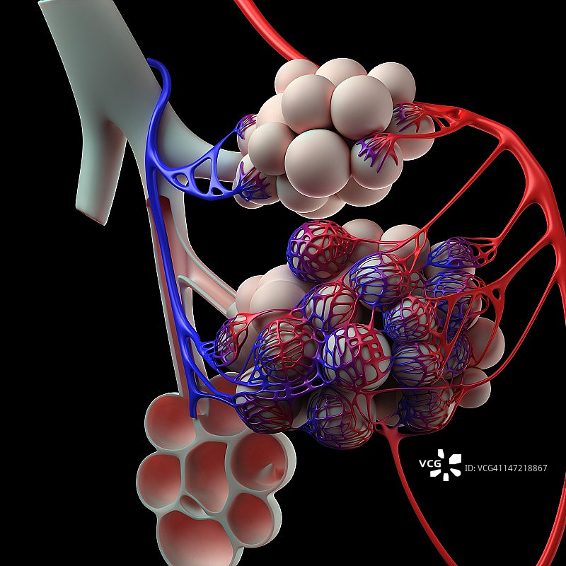 人类肺泡结构图图片素材
