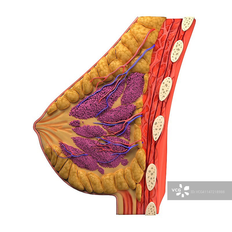 乳房解剖图图片素材