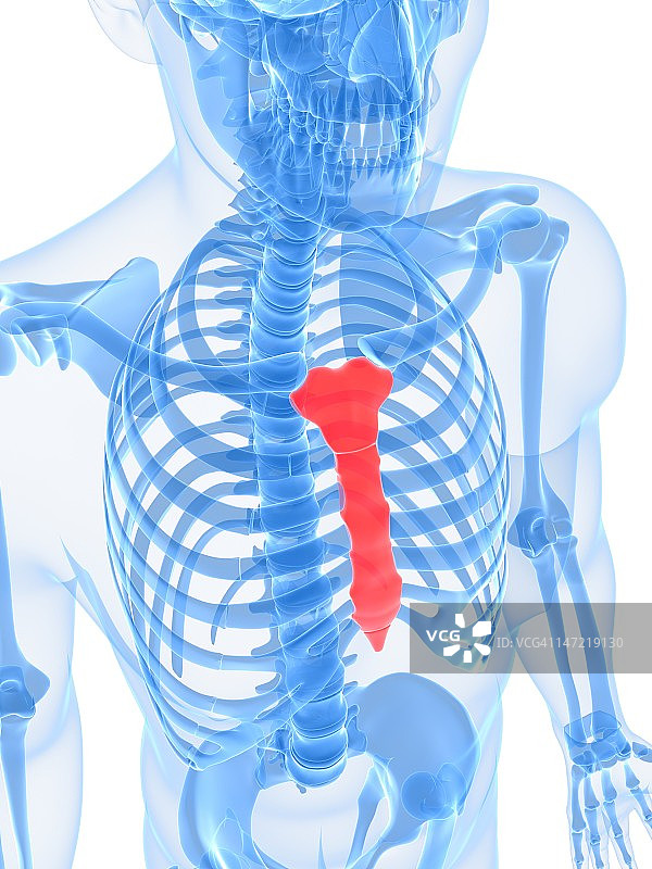 胸骨医学插画图片素材