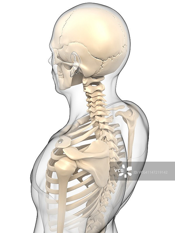 上半身骨骼，艺术作品图片素材
