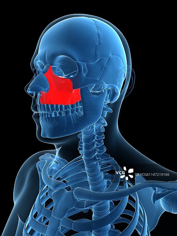 颧骨艺术图图片素材