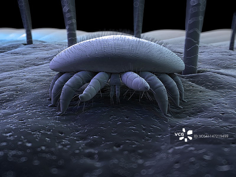 蜜蜂螨虫艺术图图片素材