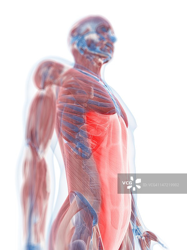 腹直肌解剖图图片素材