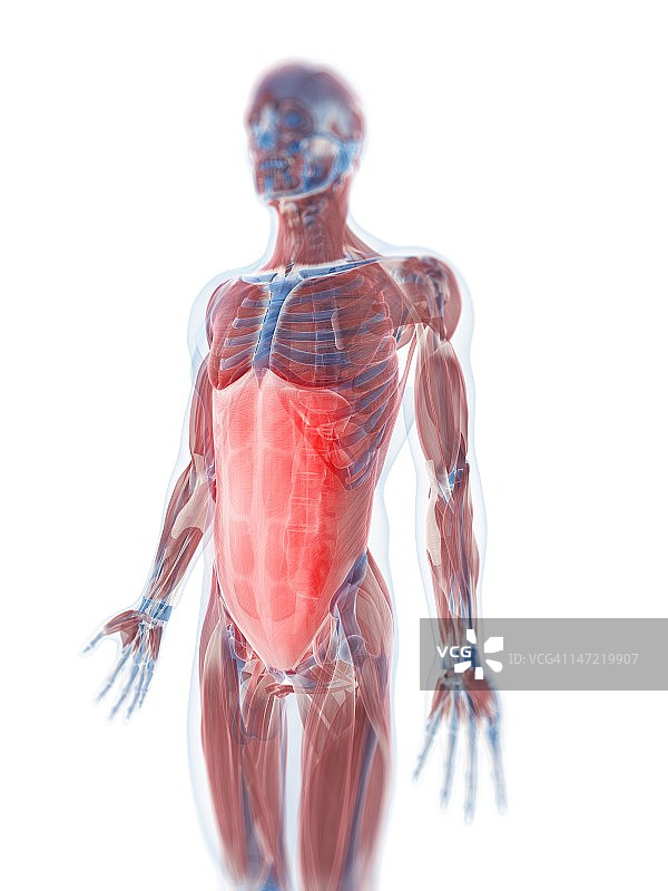 腹直肌解剖图图片素材