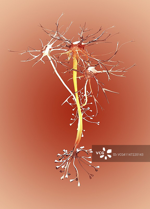 神经细胞艺术图图片素材
