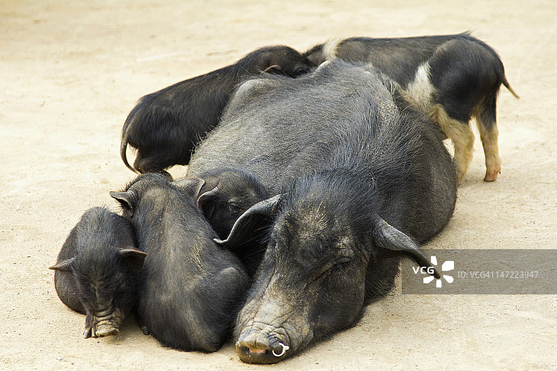 相依偎的越南大肚猪一家图片素材