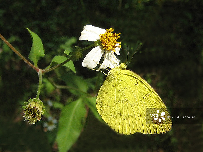 大型草黄色蝴蝶图片素材