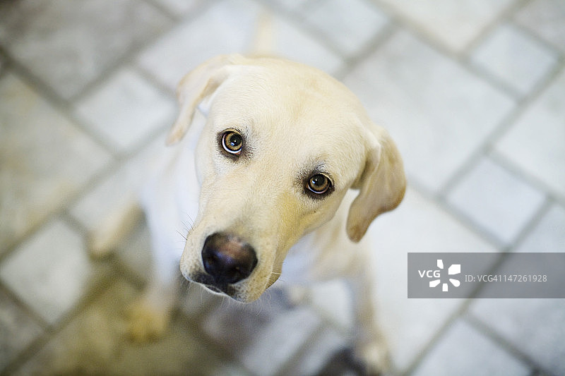 黄色拉布拉多寻回犬图片素材