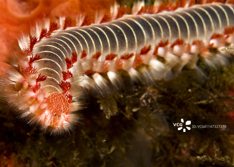 火体虫图片素材