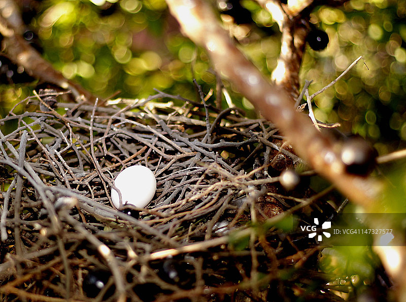 巢中的鸽子蛋图片素材