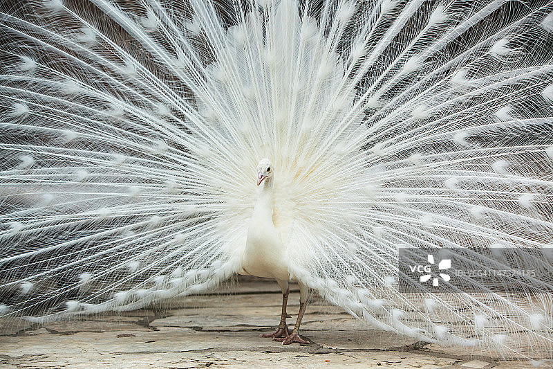 白色孔雀图片素材