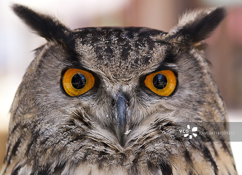 孟加拉雕鸮图片素材