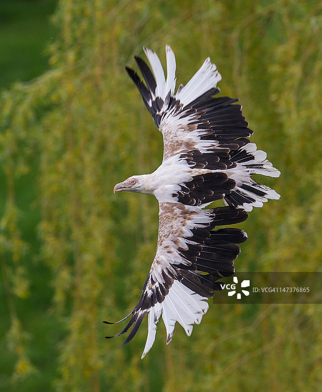 棕榈鹫图片素材