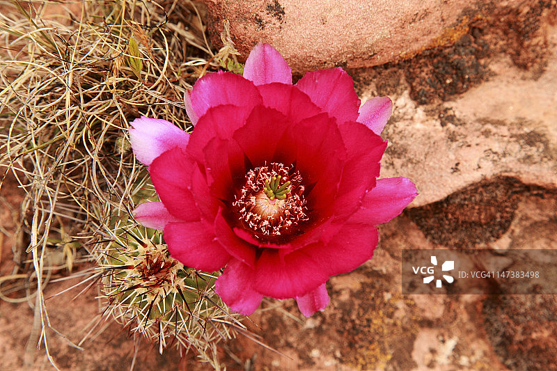 圣杯花仙人掌图片素材