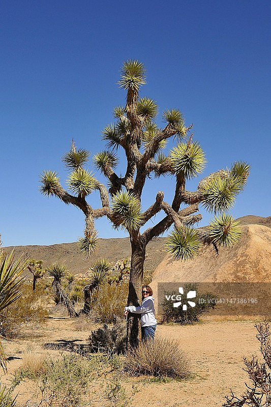 拥抱约书亚树的人图片素材