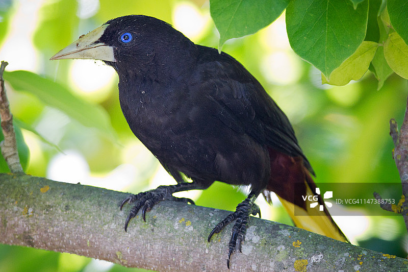 凤头拟鹂图片素材