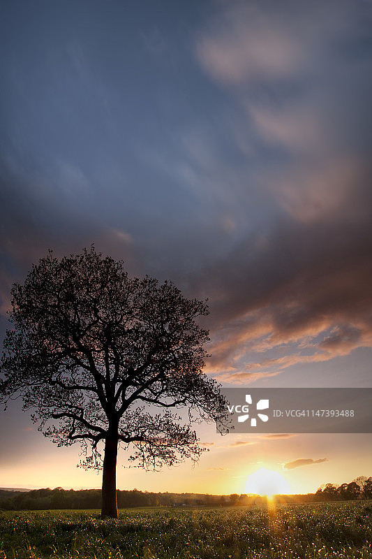 日落天空下的树木剪影图片素材