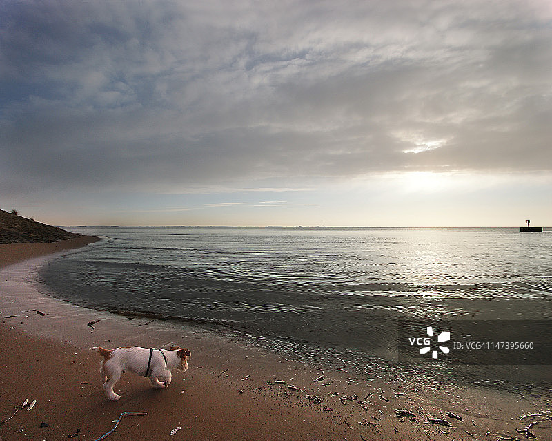海滩附近的小狗图片素材